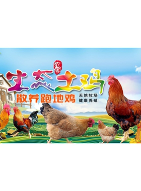 散养走地鸡批零售农家土鸡家禽活鸡广告宣传自粘贴纸海报设计制作