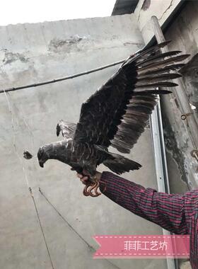 仿真羽毛老鹰cosplay园林影视拍摄道具金雕模型驱鸟鹰银灰丹老鹰