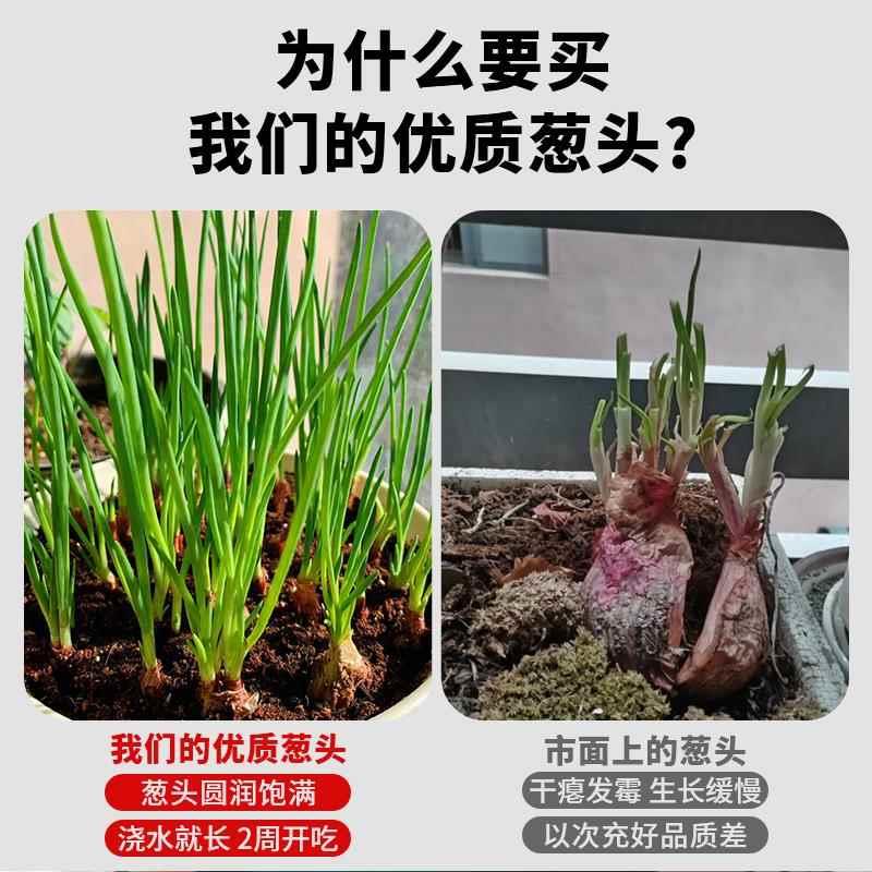 正宗红葱头带根秧苗阳台菜苗盆栽本地小香葱四季葱苗种植蔬菜种子 - 图1