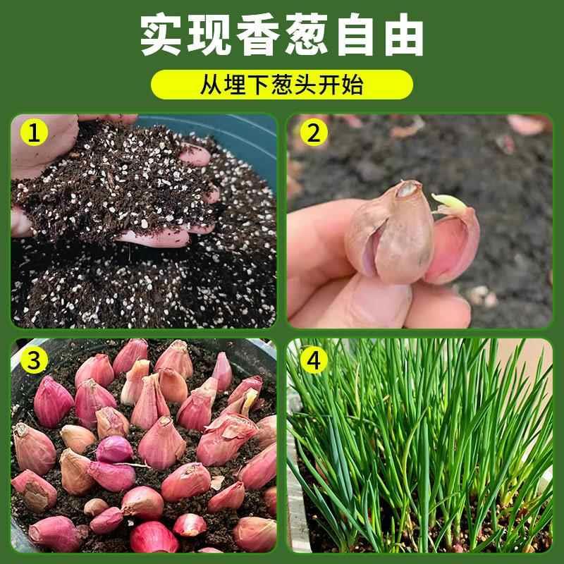 正宗红葱头带根秧苗阳台菜苗盆栽本地小香葱四季葱苗种植蔬菜种子 - 图0