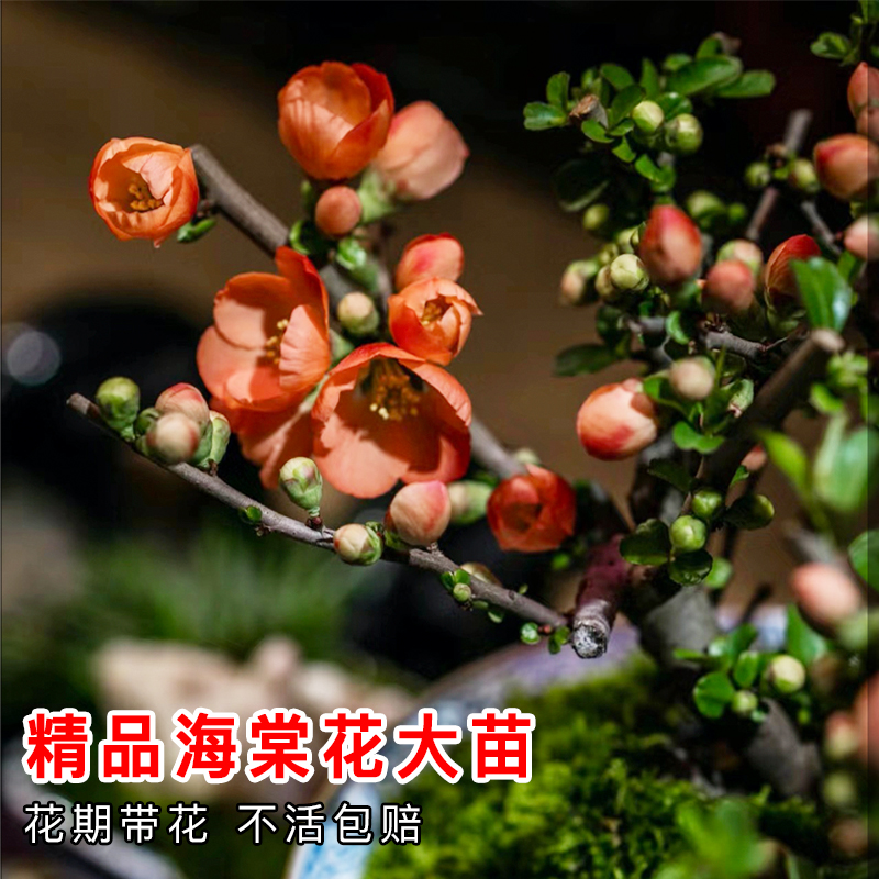 海棠花 盆栽四季开花垂丝海棠盆景树苗海棠花树抗寒耐冻花卉室外