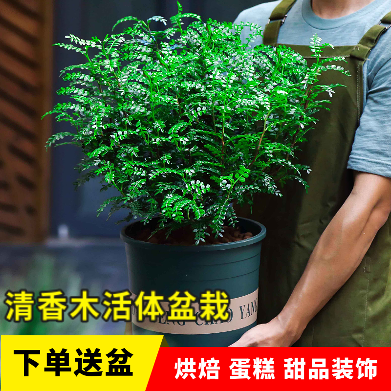 清香木蛋糕装饰叶子新鲜西餐烘焙植物装饰摆盘点缀甜品胡椒木盆栽