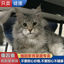 Burmese cat young cat pure breed pedigi large bully brown tiger spotted silver tiger spotted ash Russian giant Maine cat