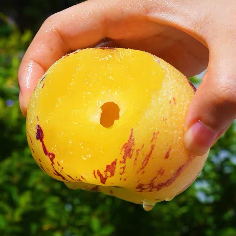 云南人参果9斤新鲜水果石大人心果娃娃果黄肉人生叁果林整箱包邮,淘宝优惠券,粉丝福利购,淘宝优惠卷