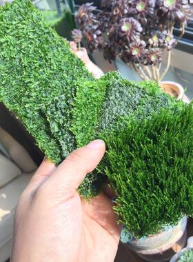 莫斯水草松茸三角火焰莫丝片摩丝MOSS鱼缸造景水族箱不锈钢定植片