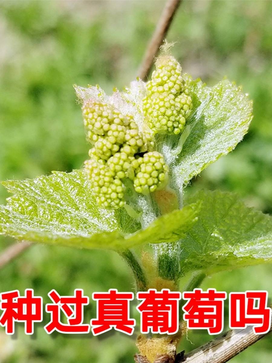 阳光玫瑰葡萄树苗盆栽包成活带土果树苗南北方种植葡萄苖当年结果 - 图1