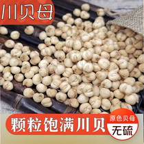 Sichuan fritillary Zhengzong Traditional Chinese herbal medicine Sichuan bay dried goods natural airing without smoked and no sulphur primary fritillaries to cook and cough up