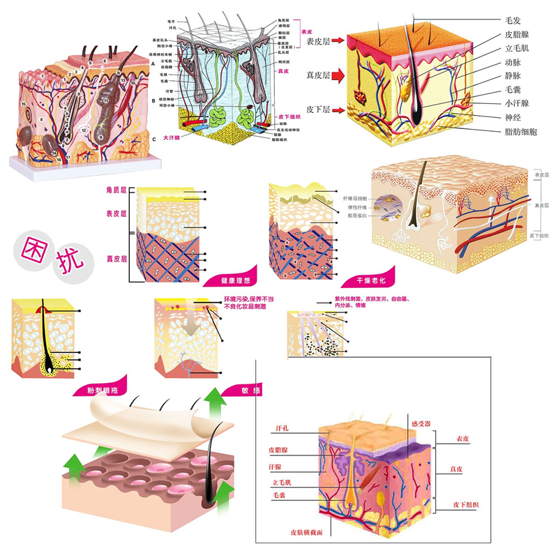 皮肤解剖结构模式图海报展板困扰墙贴墙纸装饰画KT板挂图,淘宝优惠券,粉丝福利购,淘宝优惠卷