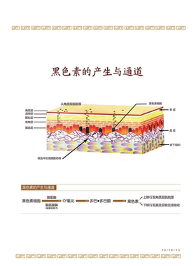皮肤结构彩图海报展板黑色素的产生与通道产品搭配墙贴墙纸装饰画