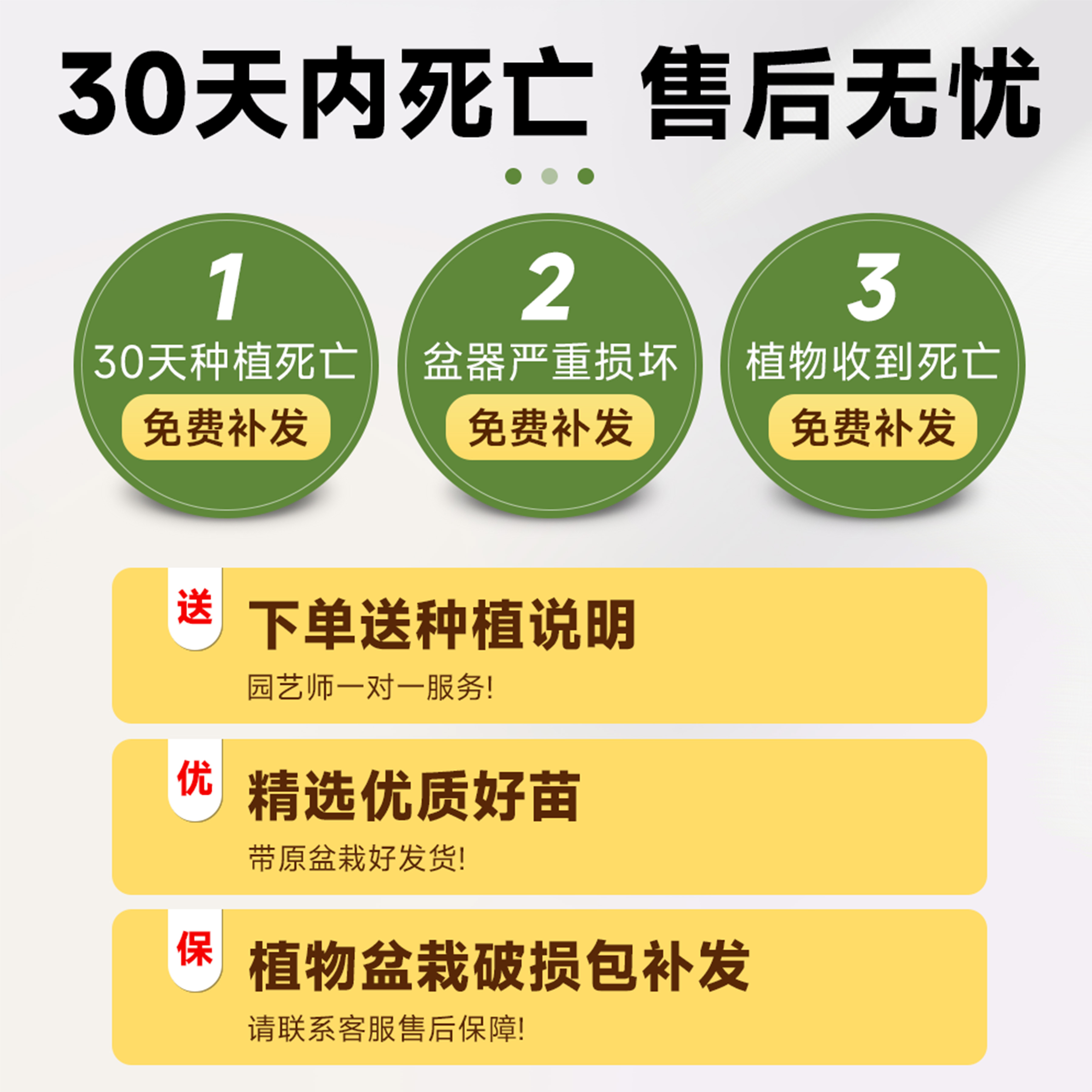 龙血树客厅绿植大型旺黑珍珠龙血树盆栽真树南北四季常青好养植物