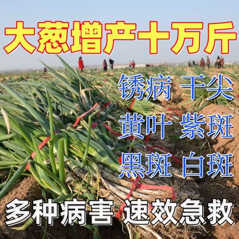 大蒜黄叶烂根干尖病全治葱姜蒜通用大蒜根腐紫斑病锈病专用杀菌剂 - 图2