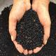 Pigeons soak their feet with turtledove pepper seeds