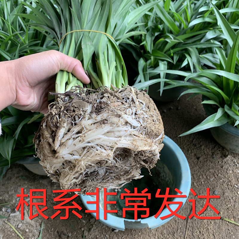 青叶吊兰大盆客厅室内垂吊植物净化空气吸甲醛绿植金边吊兰盆栽花 - 图1