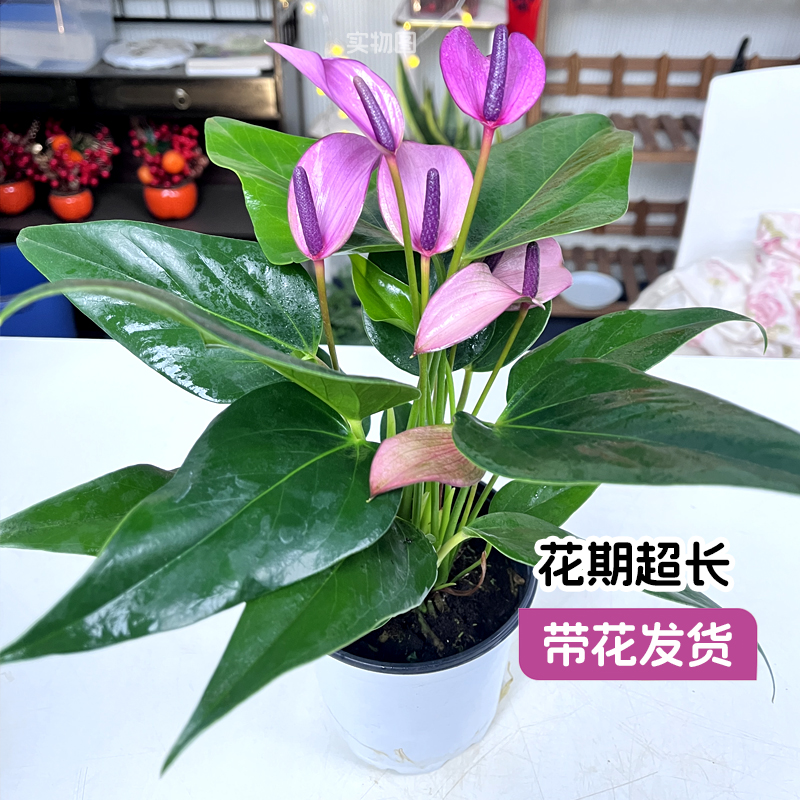 【名花巧匠】齐祖紫掌盆栽带花香妃粉掌红掌大花卉室内客厅小绿植 - 图2