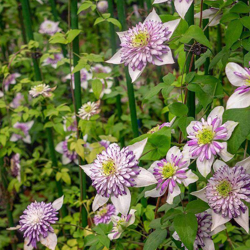新幻紫弗罗里达铁线莲花苗盆栽阳台庭院耐寒爬藤花卉多季藤蔓植物,淘宝优惠券,粉丝福利购,淘宝优惠卷
