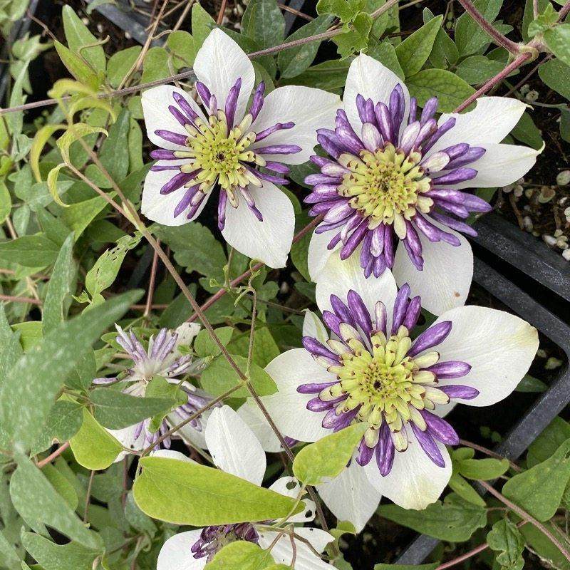 新幻紫弗罗里达铁线莲花苗盆栽阳台庭院耐寒爬藤花卉多季藤蔓植物,淘宝优惠券,粉丝福利购,淘宝优惠卷