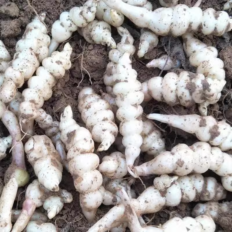  喜回眸生鲜其它