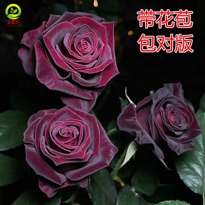 黑巴克玫瑰花苗带花苞发货正宗玫瑰花苗特大多头玫瑰树苗四季开花-图1