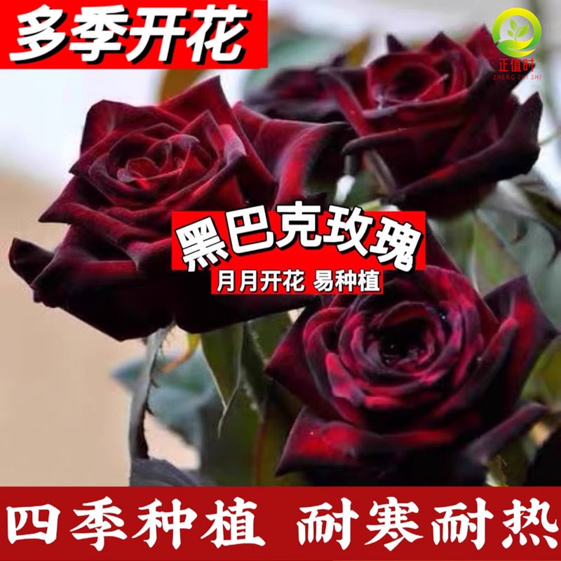 黑巴克玫瑰花苗带花苞发货正宗玫瑰花苗特大多头玫瑰树苗四季开花-图0