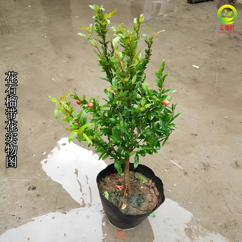 石榴盆栽突尼斯软籽树苗矮化盆景老桩庭院地栽新鲜石榴矮桩好养活,淘宝优惠券,粉丝福利购,淘宝优惠卷