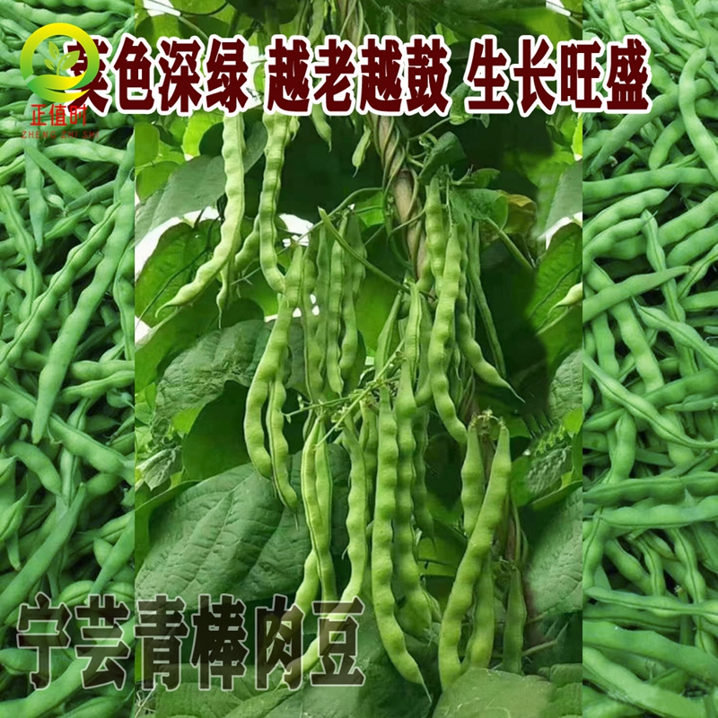 无筋青棒豆种籽白四季豆早熟高产白芸豆肉豆种子春夏秋南方蔬菜孑 - 图0