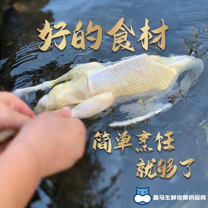 Yunling Freshly Killed Two Year Old Duck Shelduck Fresh