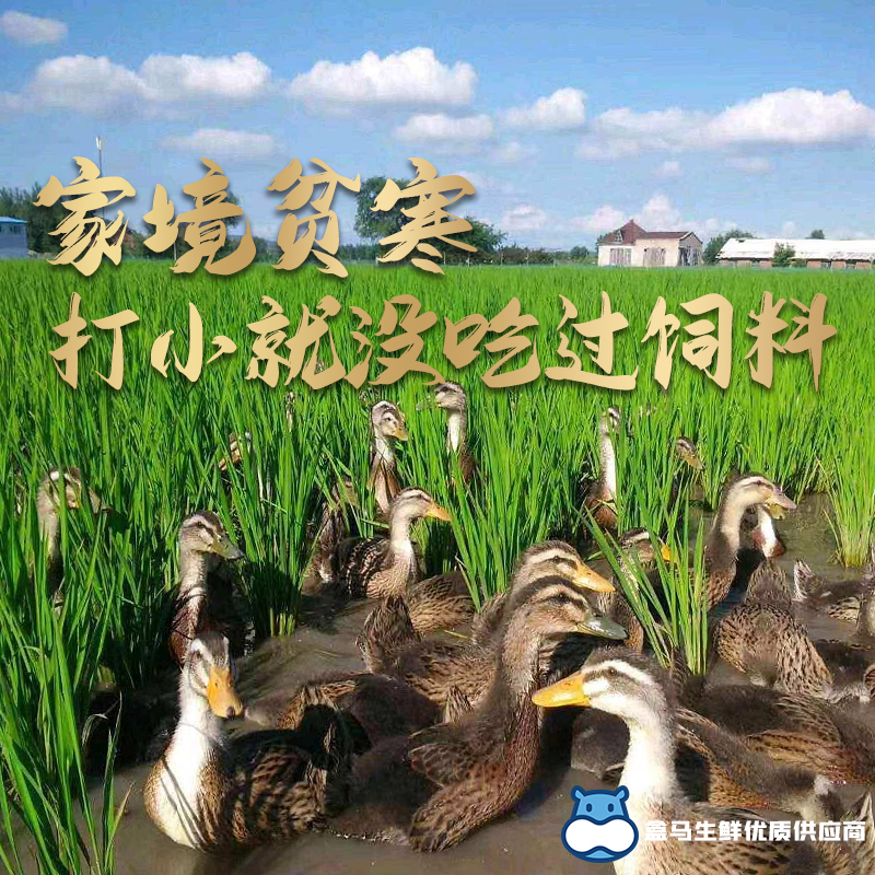 Yunling Freshly Killed Two Year Old Duck Shelduck Fresh