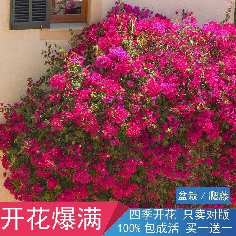 金色双心三角梅花树苗四季开花耐热室外庭院多色花卉绿植爬藤植物-图0