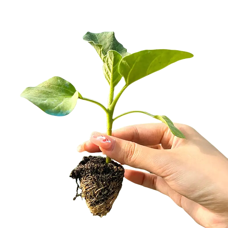 杭茄一号线茄紫红长茄子秧苗蔬菜苗带土四季盆栽杭州红茄农家田园,淘宝优惠券,粉丝福利购,淘宝优惠卷