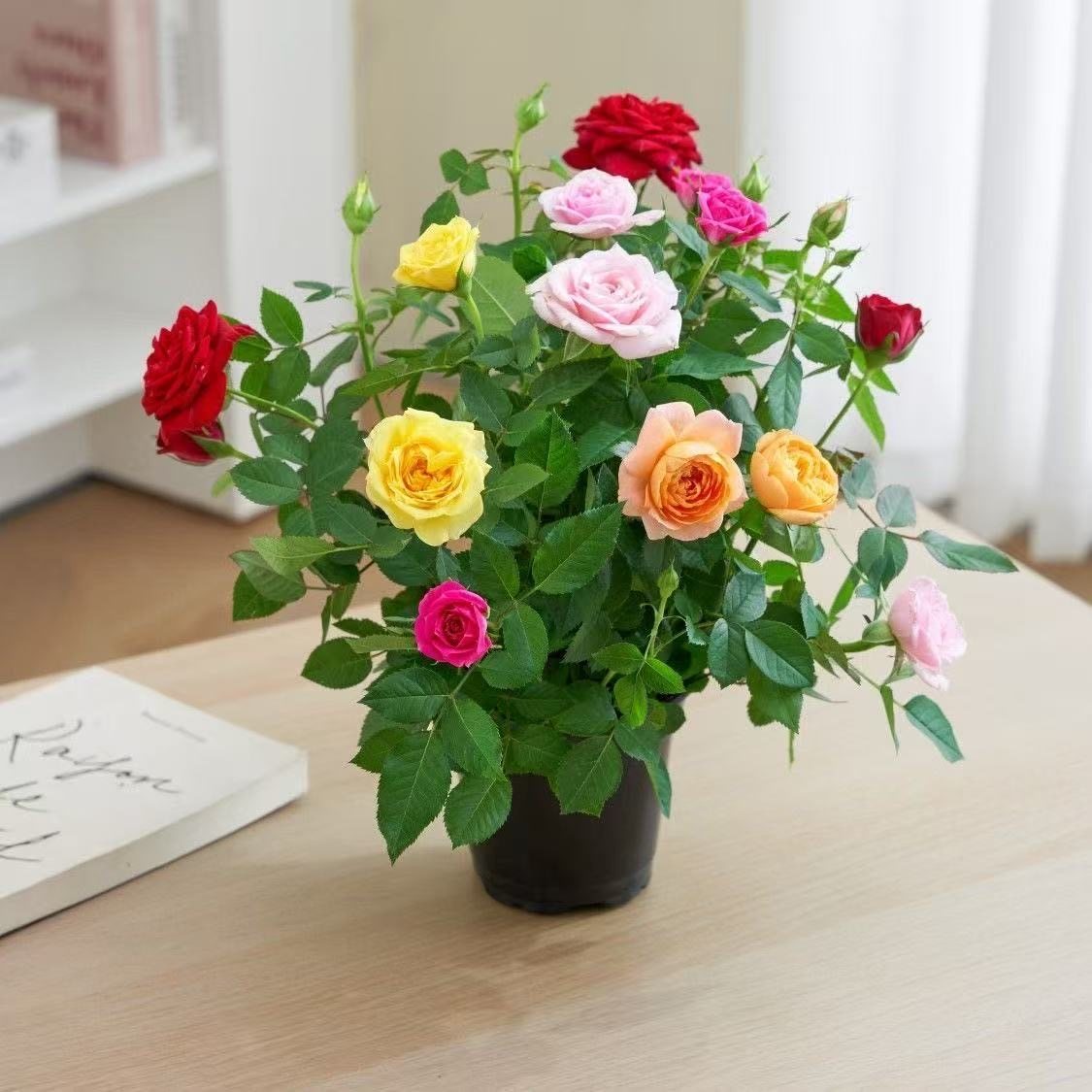 昆明带花苞原土盆玫瑰花四季花开月季花苗盆栽室内阳台盆栽特大花,淘宝优惠券,粉丝福利购,淘宝优惠卷