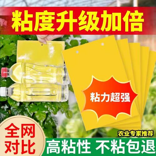 双面粘虫黄板诱虫板柑橘子树瓜果实蝇针蜂粘苍蝇贴粘虫板蓟粘虫板 - 图0