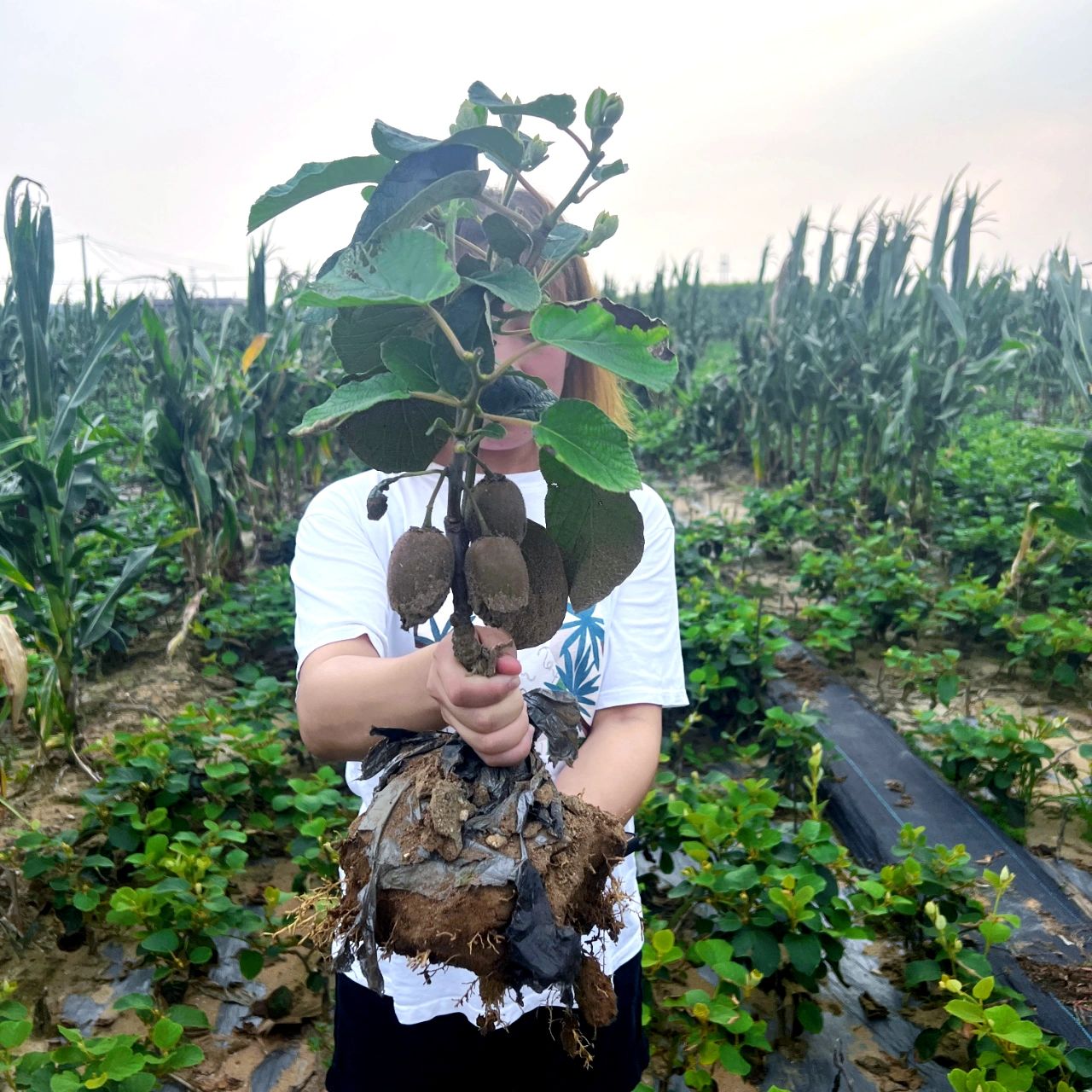 红心猕猴桃树苗南北方地栽庭院盆栽种植红心猕猴桃嫁接苗当年结果 - 图2