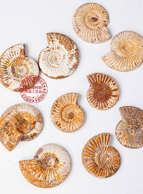 天然马达加斯加海螺化石小切片菊石原石古生物标本家居工艺品摆件