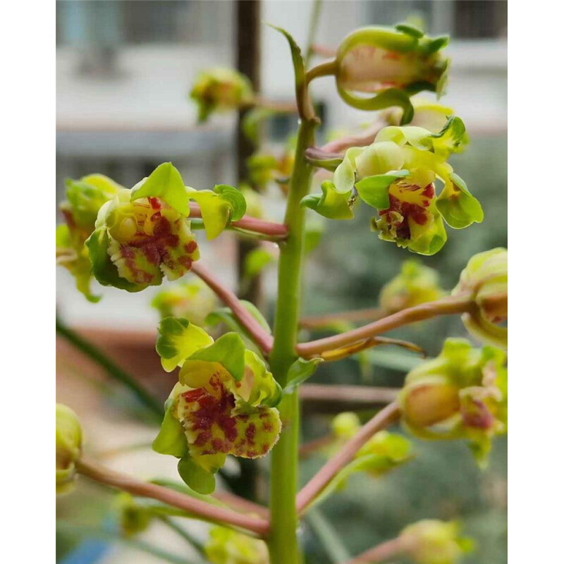 兰花苗蕙兰名品【大白菜】组培硬化一年半  花开浓香花卉绿植 - 图3