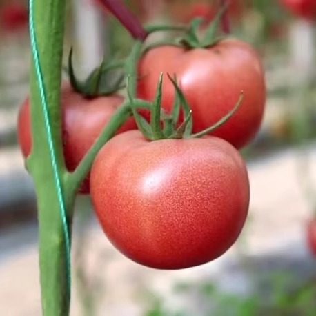 各种番茄苗秧苗大粉番茄苗水果西红柿秧子圣女果种籽苗春季盆栽苗,淘宝优惠券,粉丝福利购,淘宝优惠卷