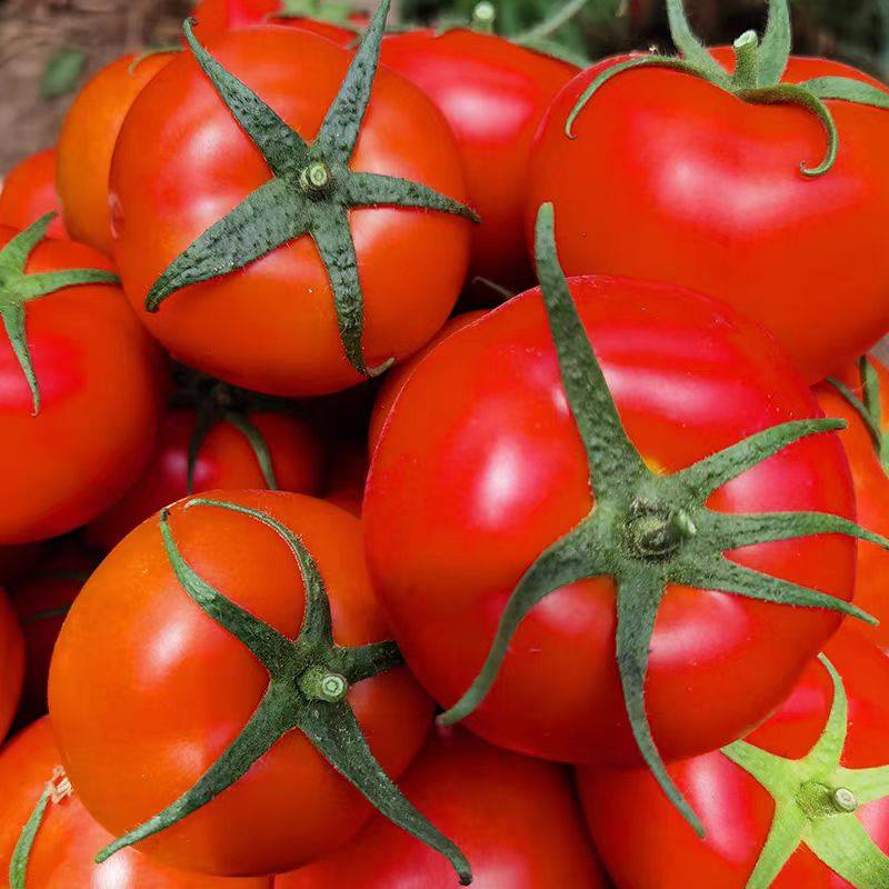 各种番茄苗秧苗大粉番茄苗水果西红柿秧子圣女果种籽苗春季盆栽苗,淘宝优惠券,粉丝福利购,淘宝优惠卷