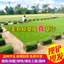 Turf Real Lawn With Clay Villa Garden Greenery Four Seasons Green Fruits Grass Taiwan Grass Manila Grass Belt Earth