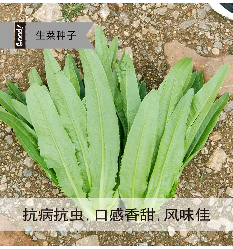 四季油麦菜种子宽叶清香易种蔬菜种子阳台盆栽种菜田园 - 图2