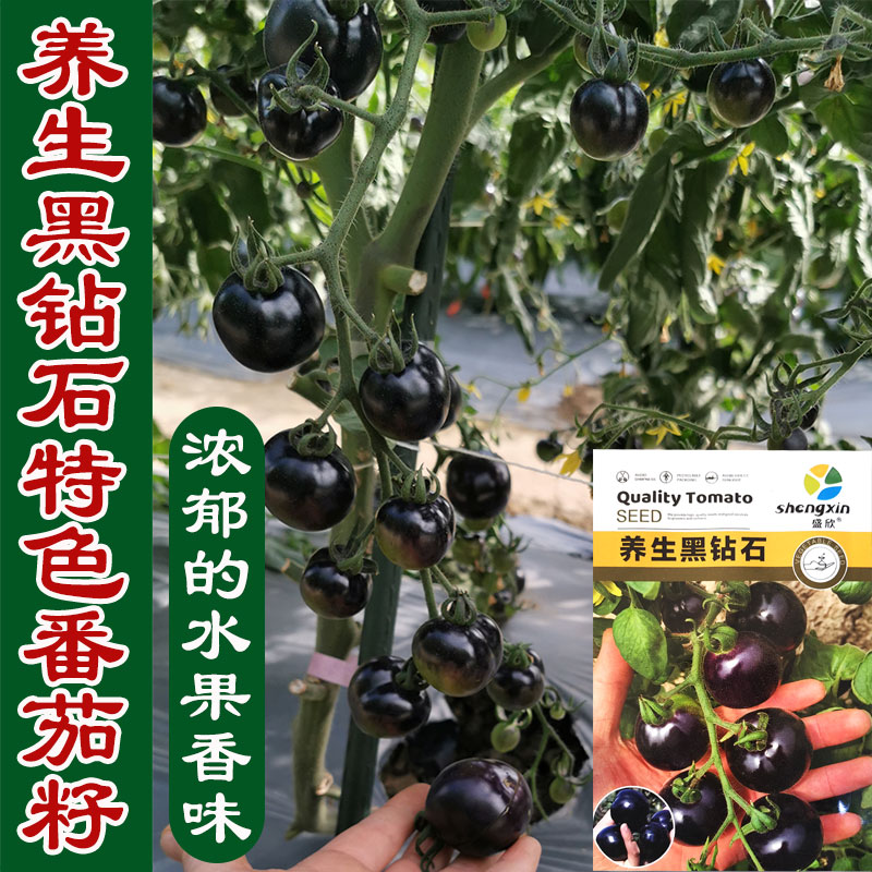 黑钻石小番茄种子阳台盆栽非转基因西红柿种孑番茄苗蔬菜籽种四季-图2