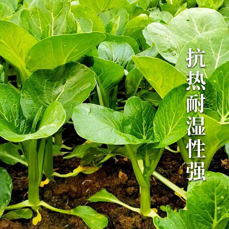 25天广东四九菜心种子种籽菜苔青油甜菜心增城连州秋季蔬菜孑菜籽-图1