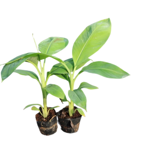 香蕉树苗南方四季苹果蕉粉蕉红皮矮化芭蕉抗寒室内盆栽种植水果树 - 图3
