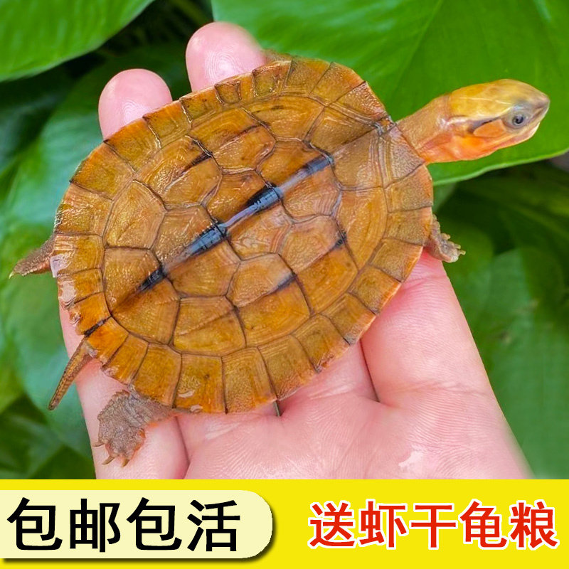 纯种越南石金钱龟正宗南石龟活体宠物观赏小乌龟招财风水龟送龟粮,淘宝优惠券,粉丝福利购,淘宝优惠卷