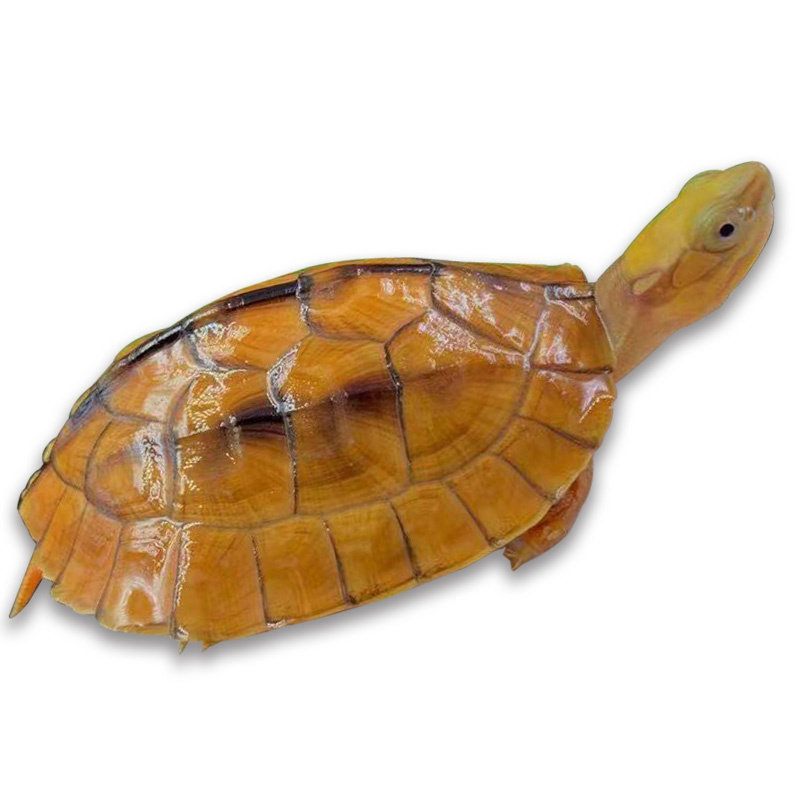 纯种越南石金钱龟正宗南石龟活体宠物观赏小乌龟招财风水龟送龟粮,淘宝优惠券,粉丝福利购,淘宝优惠卷