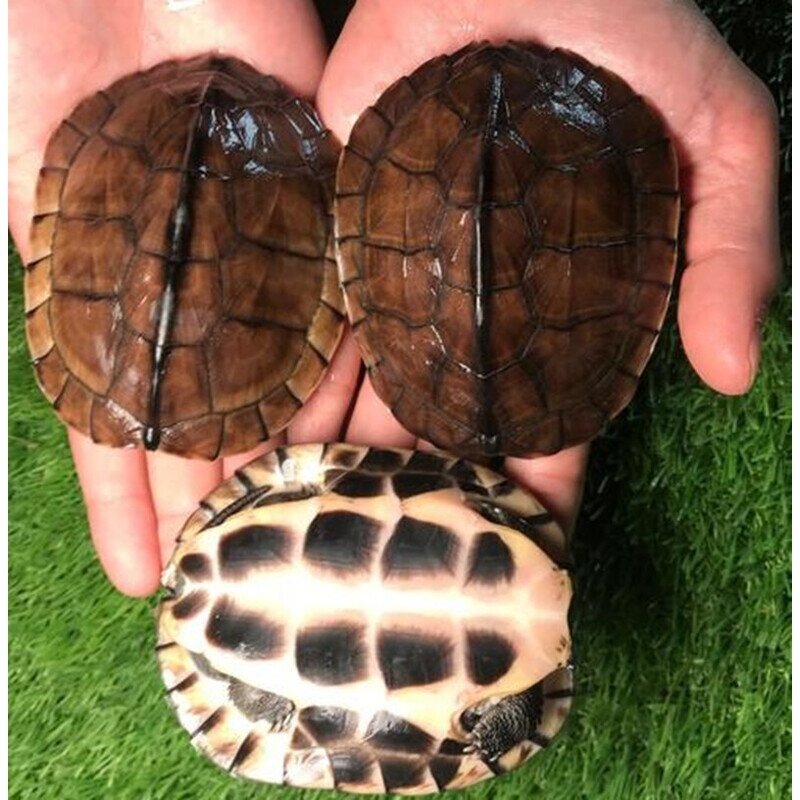 纯种越南石金钱龟正宗南石龟活体宠物观赏小乌龟招财风水龟送龟粮,淘宝优惠券,粉丝福利购,淘宝优惠卷