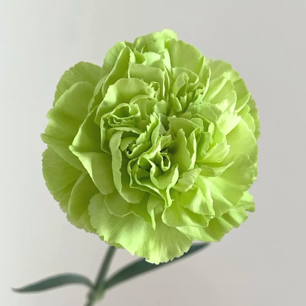 【云画】稀B级康乃馨20支云南鲜花直发2件包邮顺丰一支都赔 - 图2