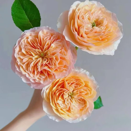 【云画】花农现采稀有AB级玫瑰顺丰冷链包邮云南鲜花直发送可利鲜 - 图0