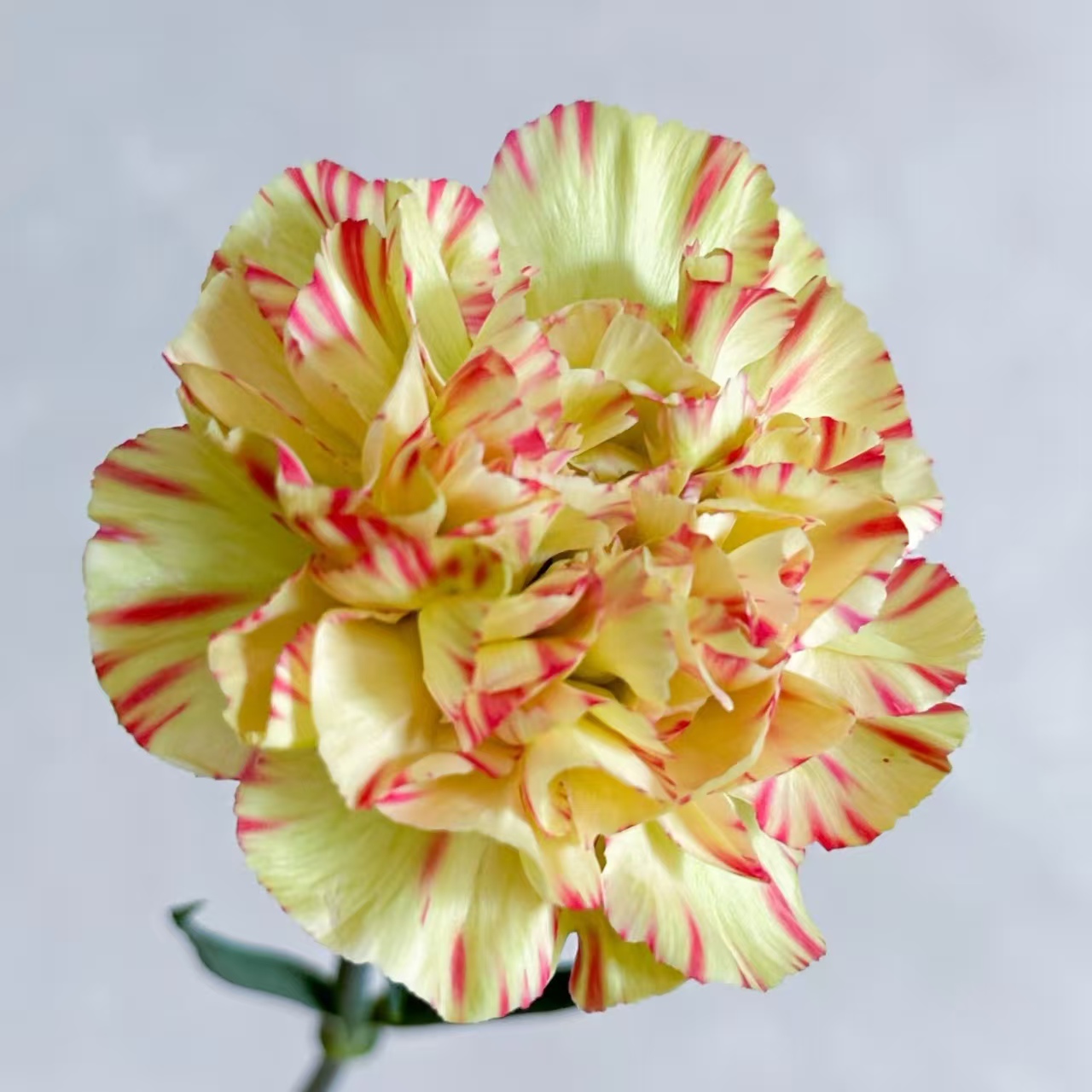 【云画】稀B级康乃馨20支云南鲜花直发2件包邮顺丰一支都赔 - 图0