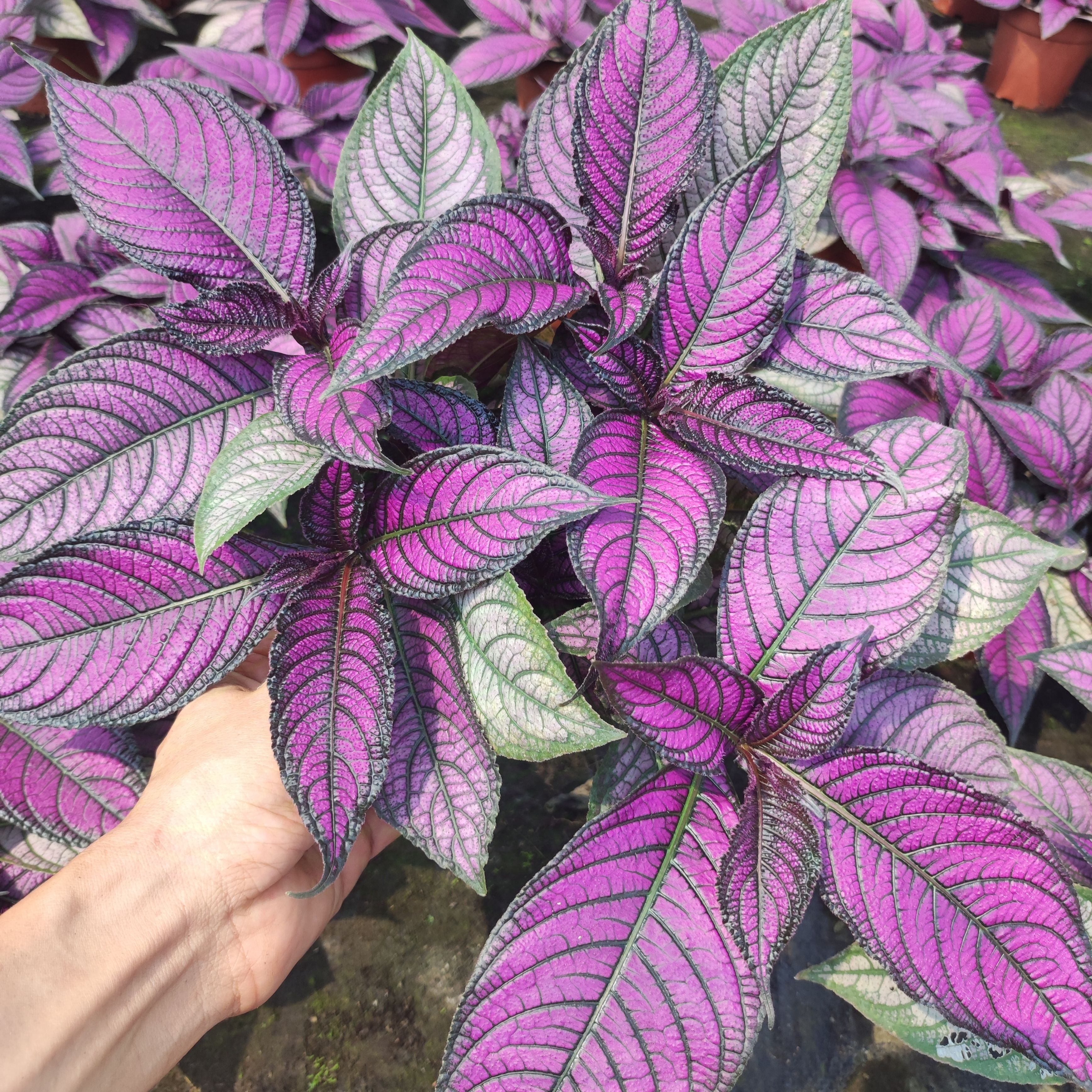 波斯红草红贝马蓝梦幻紫色叶观叶植物阳台耐阴耐晒多年生盆栽绿植 - 图0