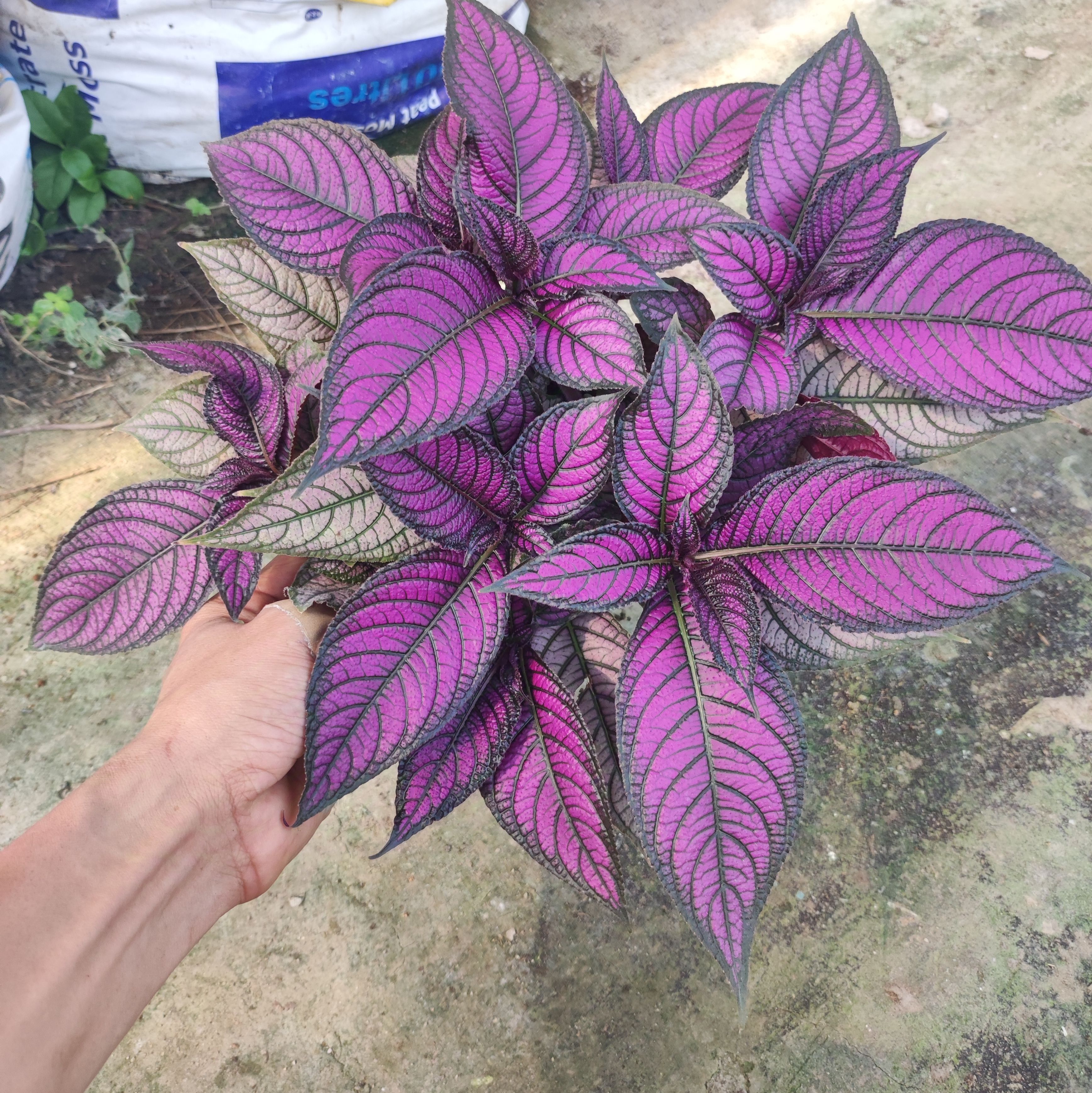 波斯红草红贝马蓝梦幻紫色叶观叶植物阳台耐阴耐晒多年生盆栽绿植 - 图1