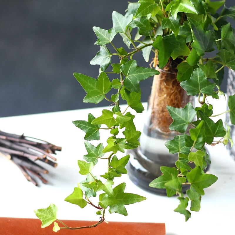 心森岚水培常春藤绿植室内长藤垂吊植物办公室桌面水养爬藤吊兰-图2